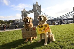 Hugo and Huxley for Edgar and Cooper