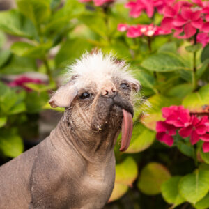 Chinese Crested dog with tongue out in front of flowers